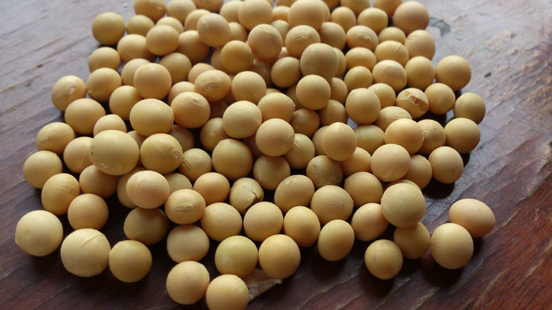 一堆金黄色的干燥大豆颗粒铺在木质桌面上,背景为自然光照射下的厨房环境,突出大豆作为天然植物蛋白来源的形象 大豆原料展示
