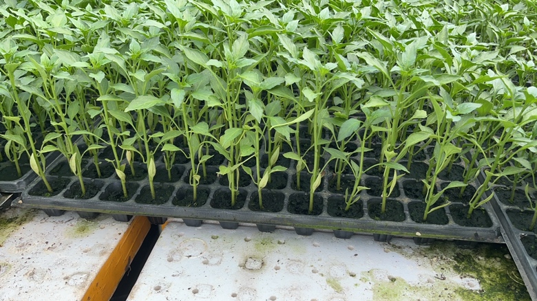 薄皮椒田间管理实景图