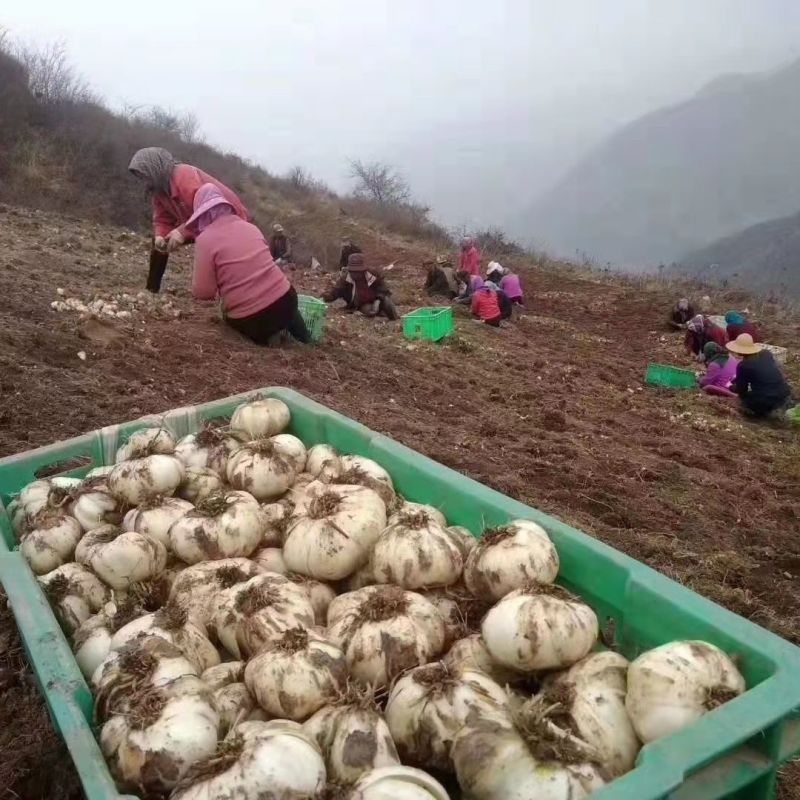 西北特产批发的新风潮