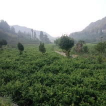 大湘西日沐雨露莓茶