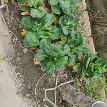 菜苔