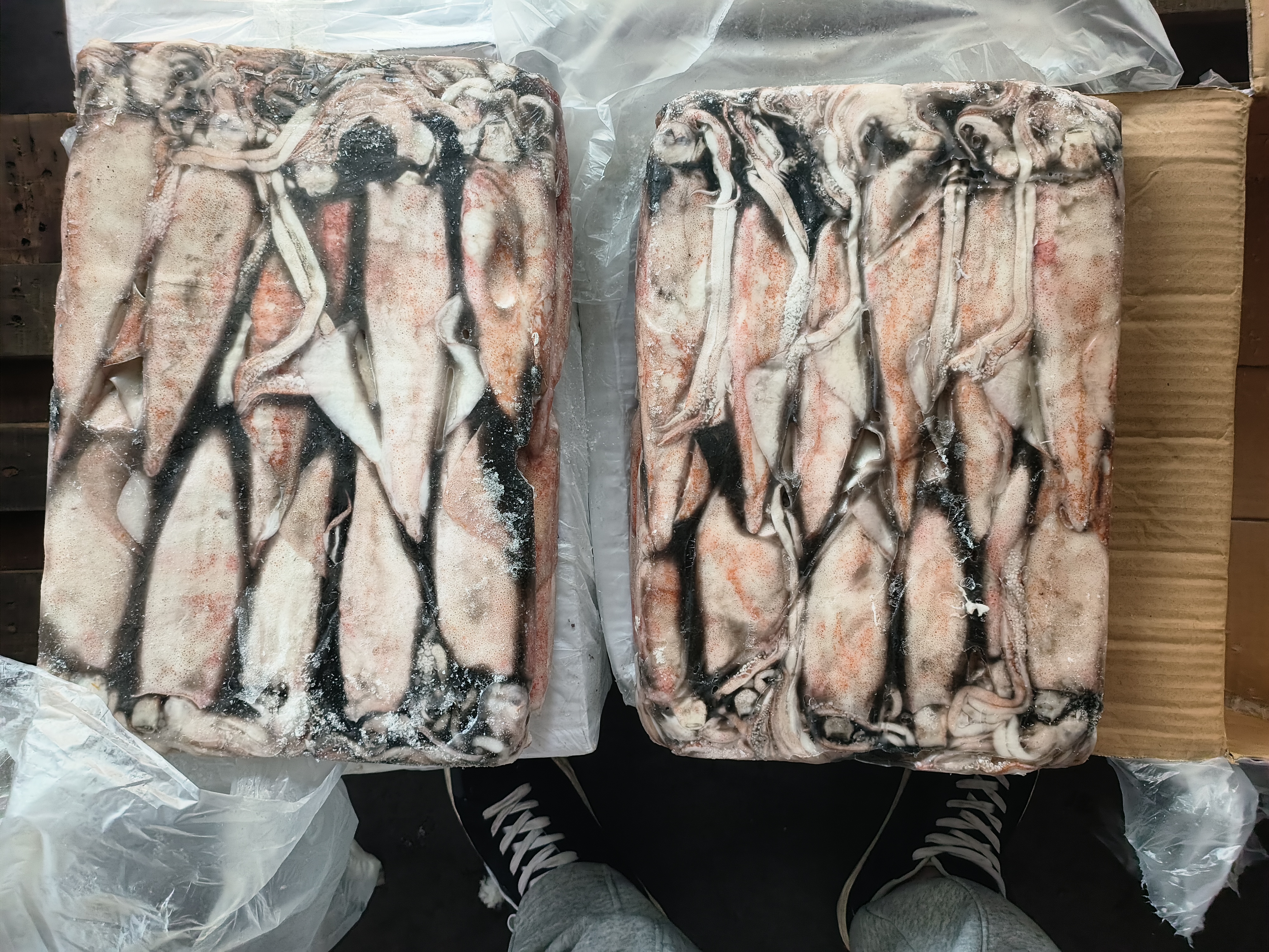 展示鱿鱼冷藏、冷冻、包装等正确储存方式 正确储存鱿鱼的方法图解