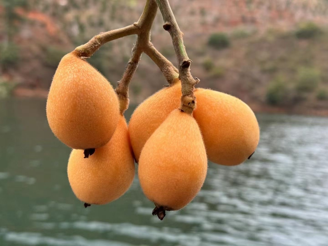 枇杷果实在阳光下自然成熟