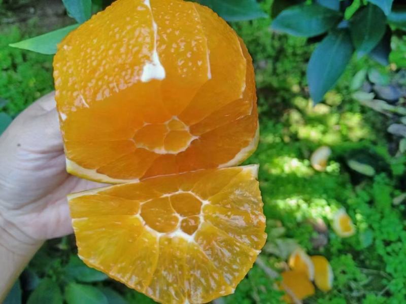 20元/斤秭归伦晚,皮薄 _ 一亩田