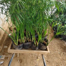 旱伞草风车草基地常年销售各种绿化苗木基地直销