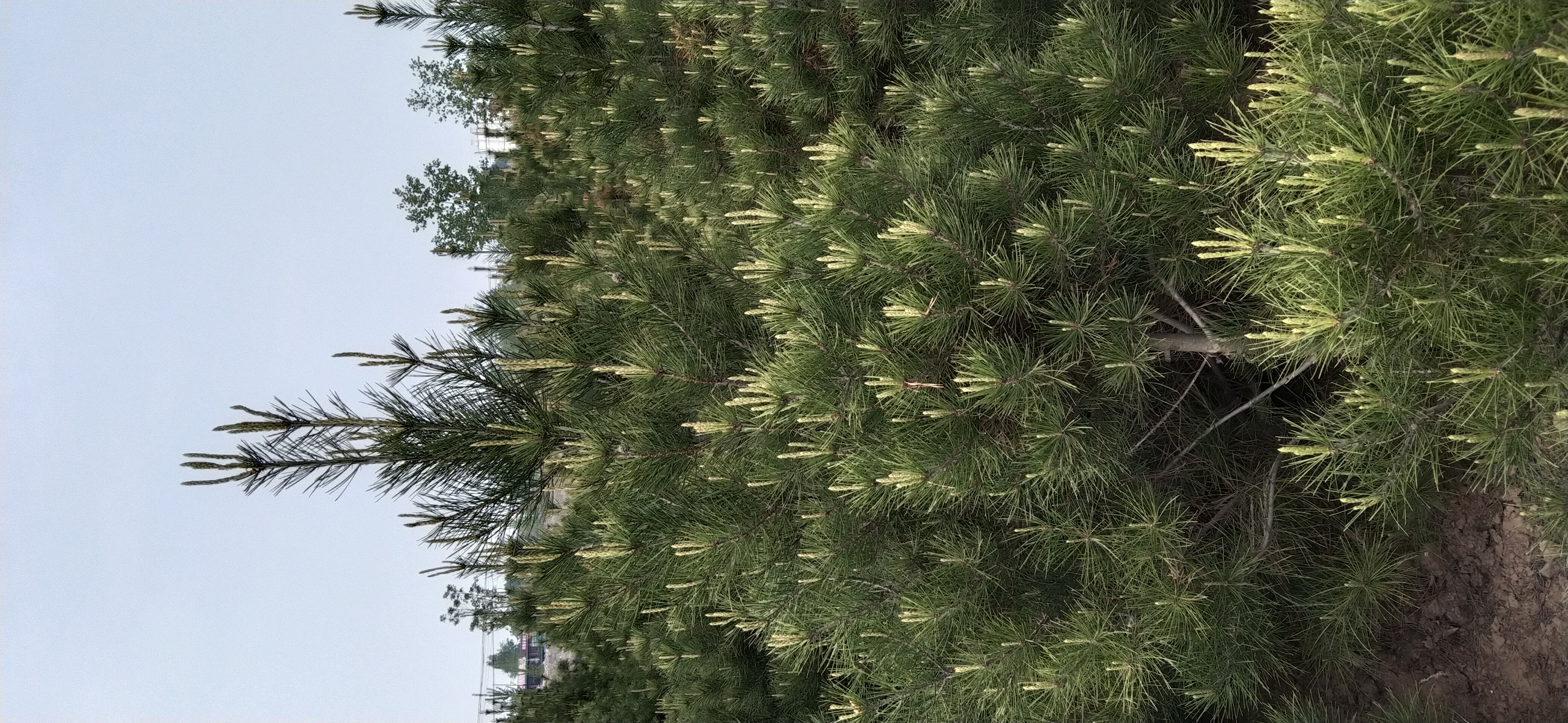 白皮松春季新梢萌发特写