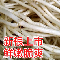 鱼腥草折耳根之乡产地大量供应现挖现发欢迎咨询