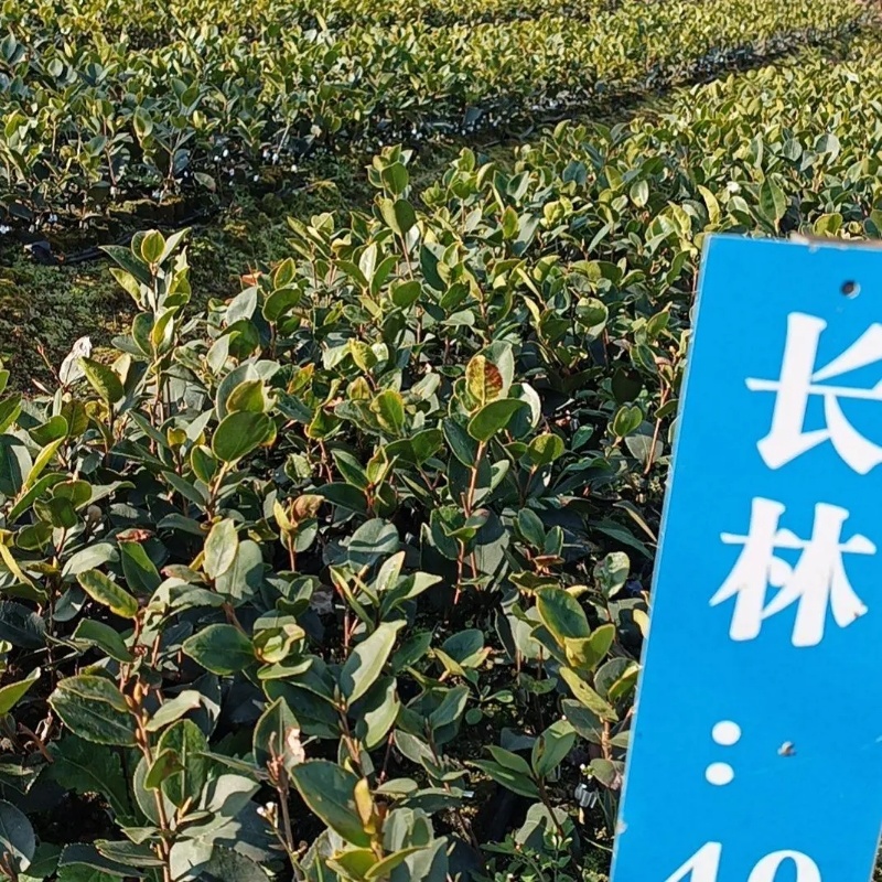 油茶苗长林系列4号53号等高产嫁接油茶苗三华系列软枝包邮