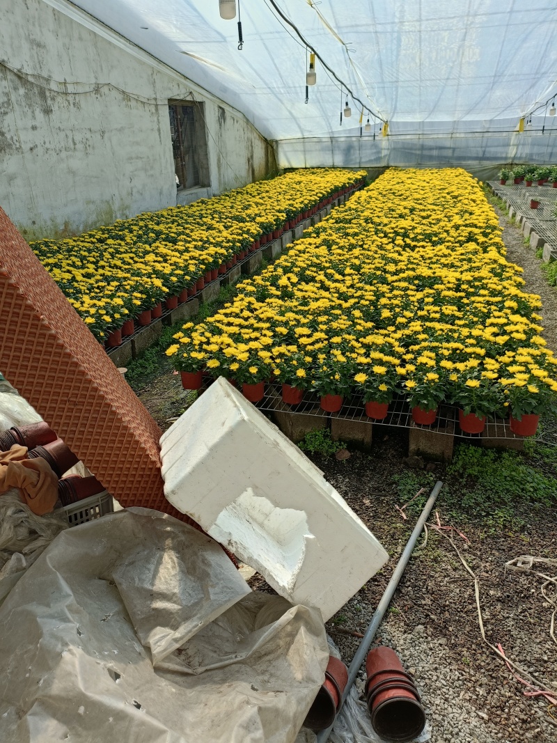 黄白菊花批发基地图片