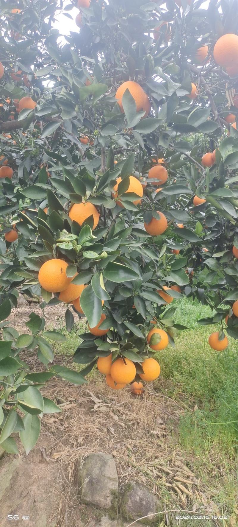 [伦晚脐橙批发]湖北宜昌秭归县橙子 1.20元/斤秭归伦晚,皮薄 _ 一亩田