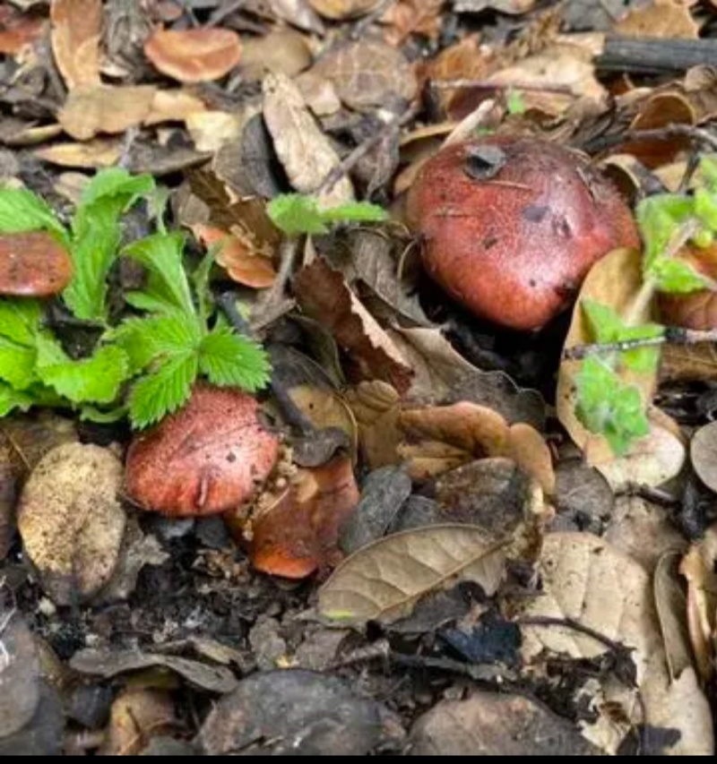 四川省阿坝州小金县藏区野生青冈菌干片,品质优良,口感鲜美