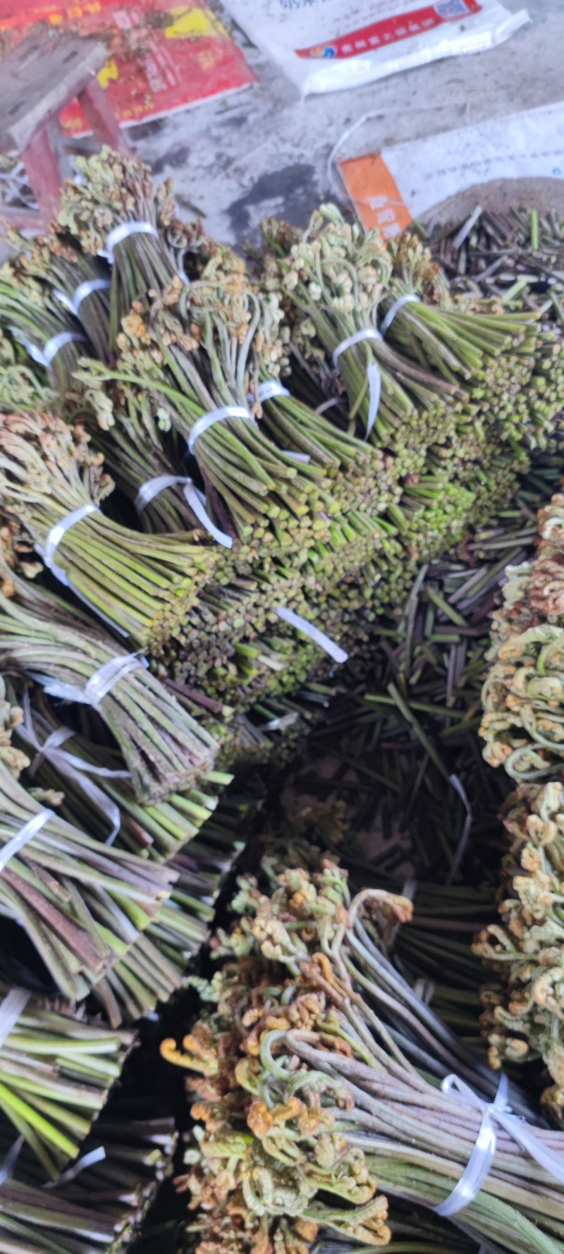 新鲜蕨菜