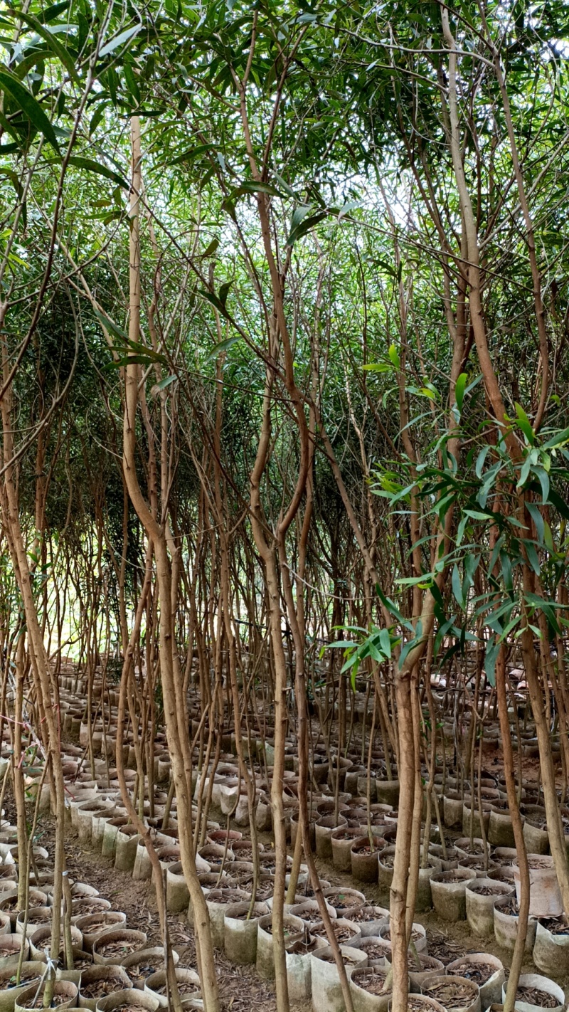 台湾相思树种植图片