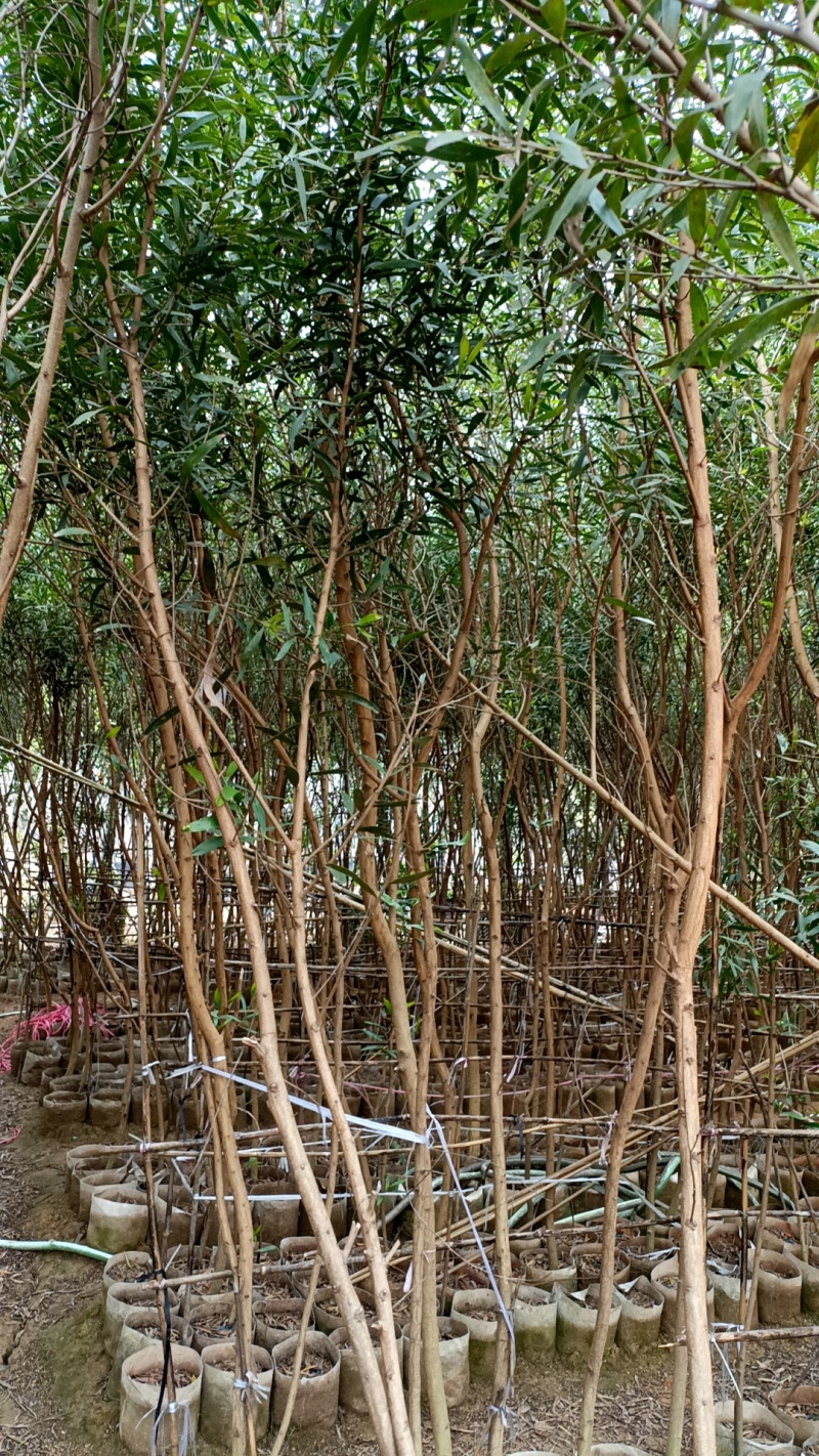 台湾相思树种植图片