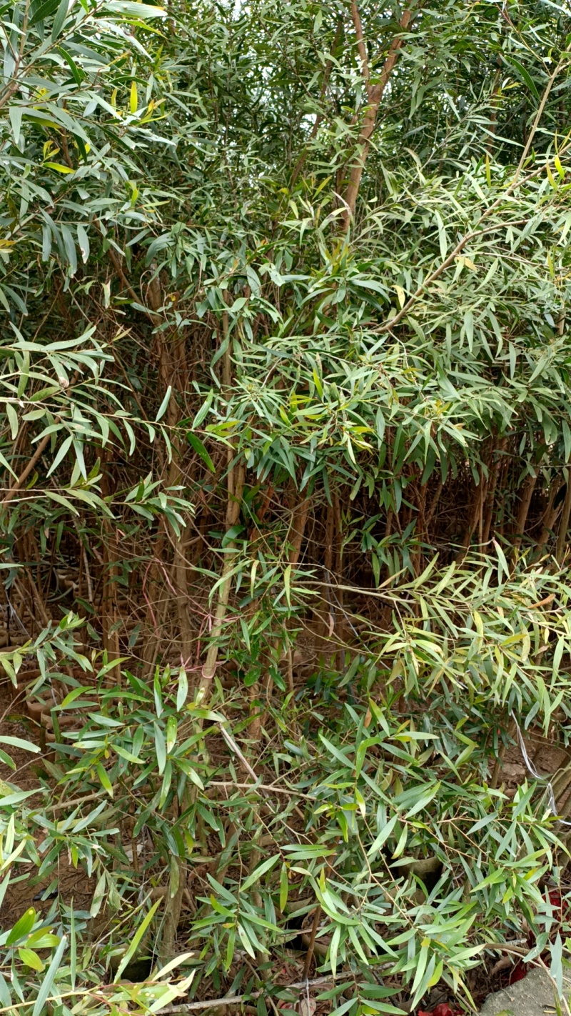 台湾相思树种植图片