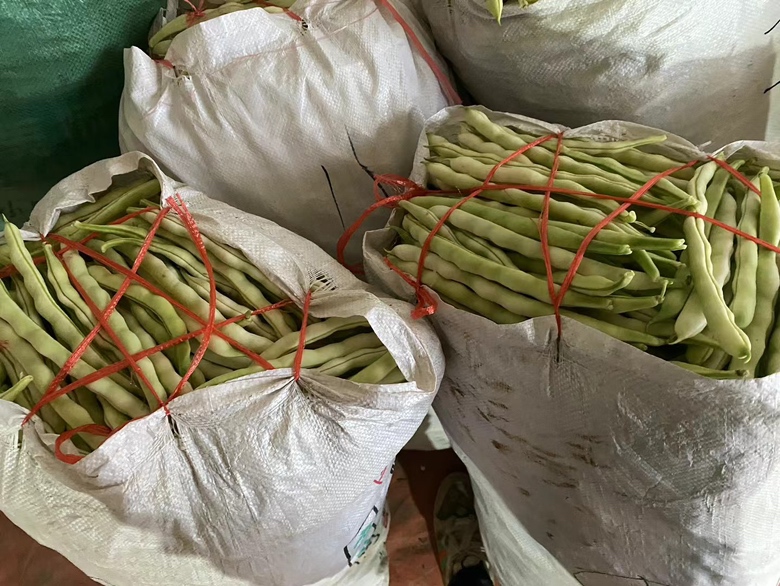 白不老豆角在清晨采摘