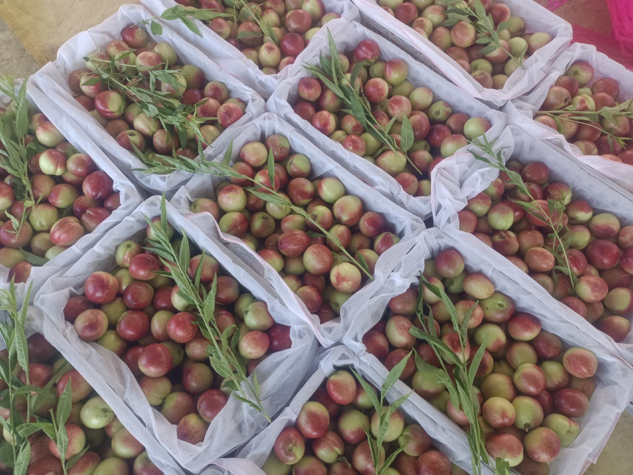 油桃采摘与包装场景图