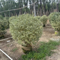 银姬小腊球基地直销规格各种质量优欢迎老板来电洽谈