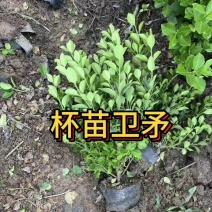 卫矛杯苗冬青毛球卫矛批发绿化苗各种规格基地直发量大优惠