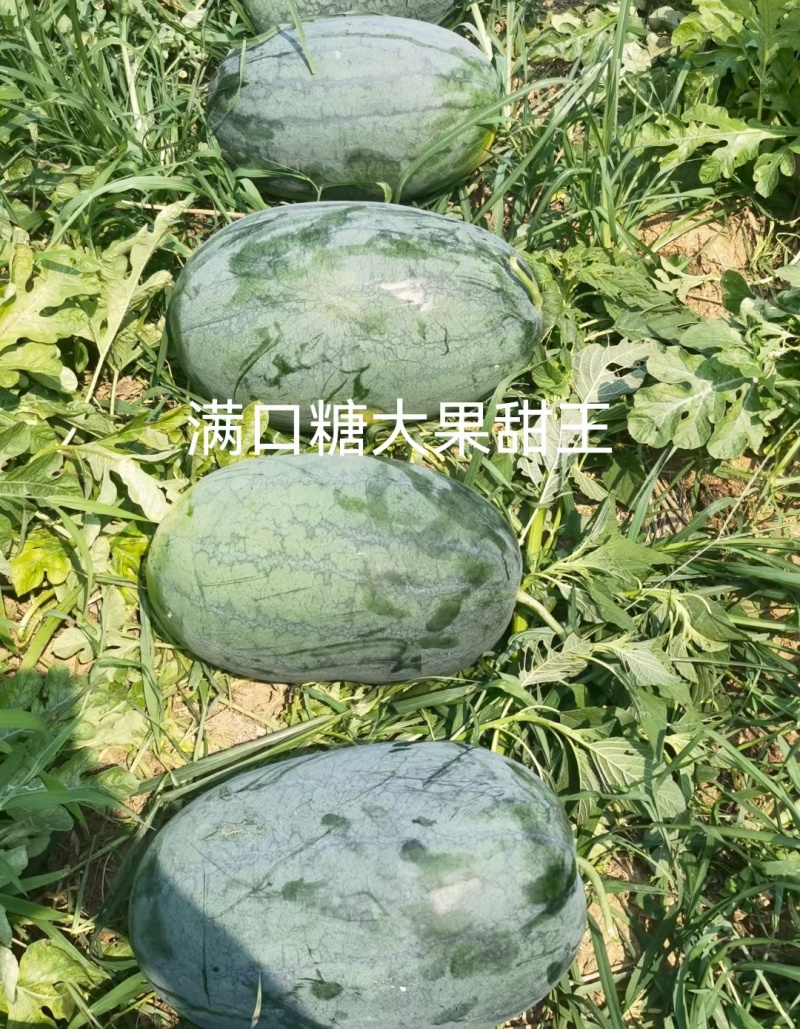 满口糖大果甜王西瓜种子,大红瓤,耐重茬,易管理