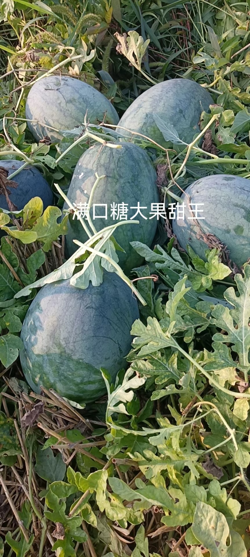 满口糖大果甜王西瓜种子,大红瓤,耐重茬,易管理