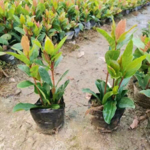 大叶/小叶龙船花小杯中杯盆栽基地直销质量优质欢迎来电