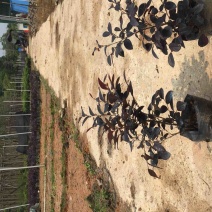 红花继木小杯中杯基地直销质量优质欢迎老板来电洽谈合作
