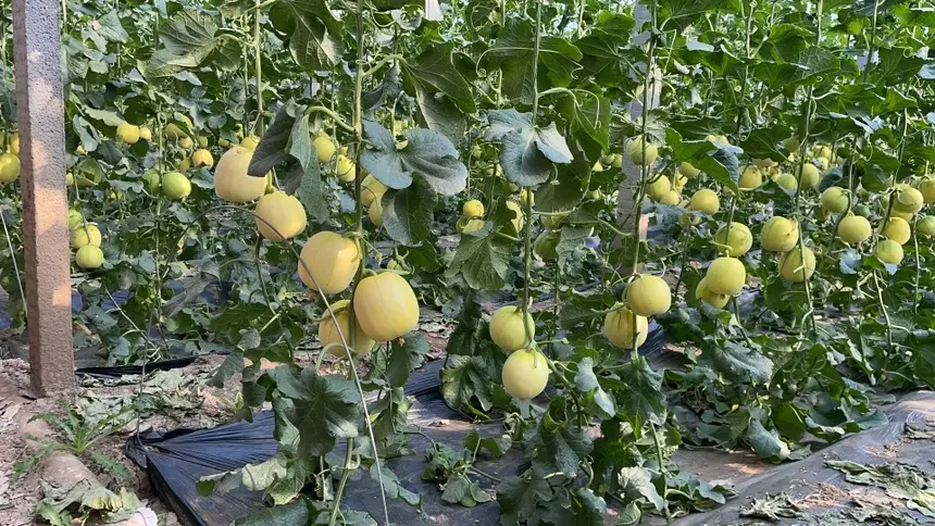 星甜20甜瓜田间生长实景