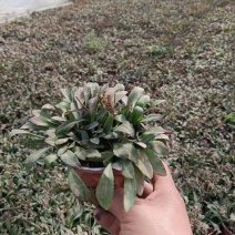 荷兰菊