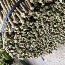 横州茉莉花枝条代购正品