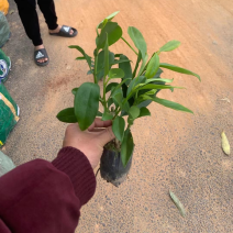 灰莉小杯中杯基地直销质量优质欢迎老板来电洽谈合作