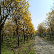 黄花风铃木，金丝楠木
