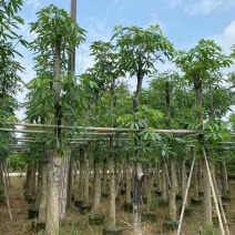 灯台树