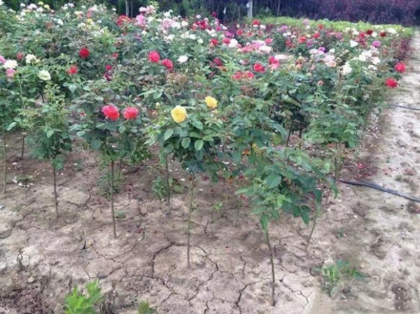 花园中的大花月季群植景观