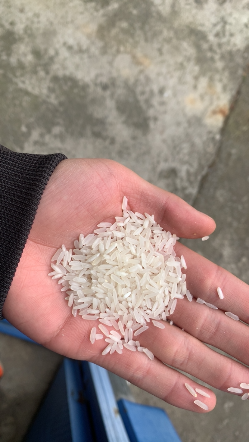 [长粒香大米批发]贵州安顺平坝区大米 2.33元/斤精品大米 _ 一亩田