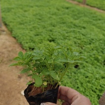 醉蝶花