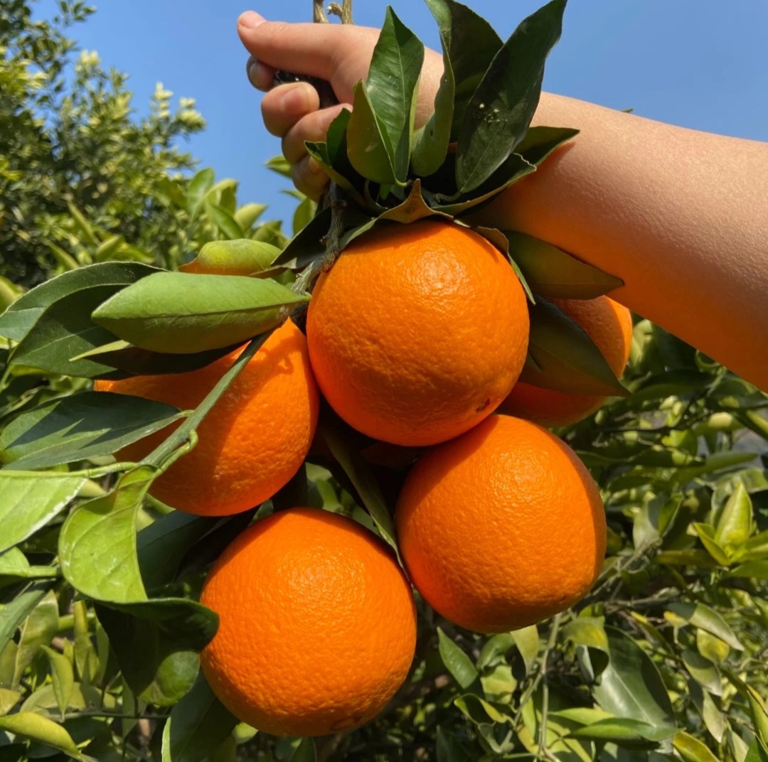 清晨采摘场景：果农在果园中手工采摘奉节脐橙