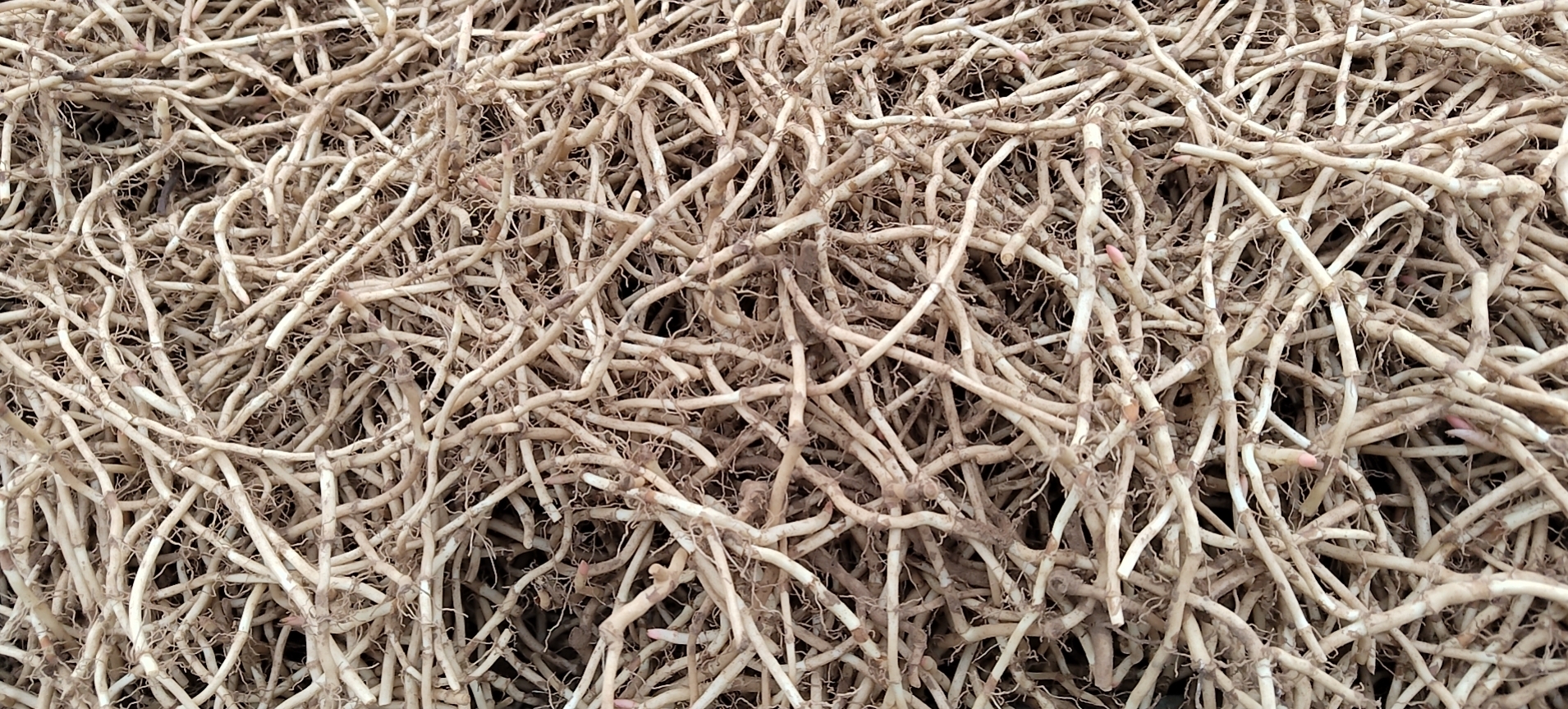 葛根与鱼腥草根对比图