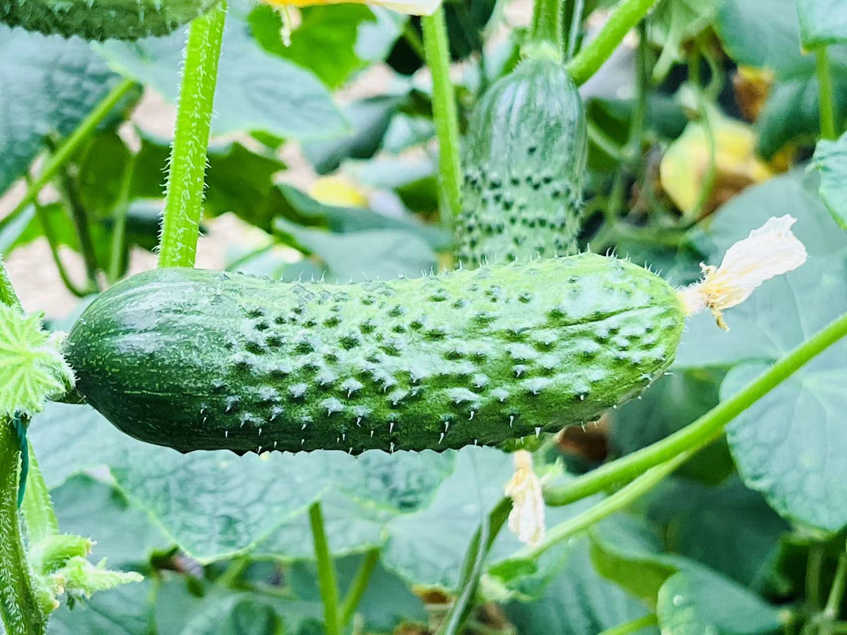 一排新鲜的小黄瓜整齐排列在阳光照射的菜园中,表皮翠绿带刺,表面有细密水珠,背景为模糊的绿色藤蔓,展现其自然生长环境 小黄瓜在阳光下的特写照片