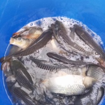 黄河水产