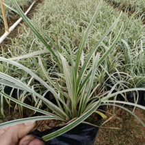 银边草小袋中袋基地直销规格齐全欢迎来电咨询