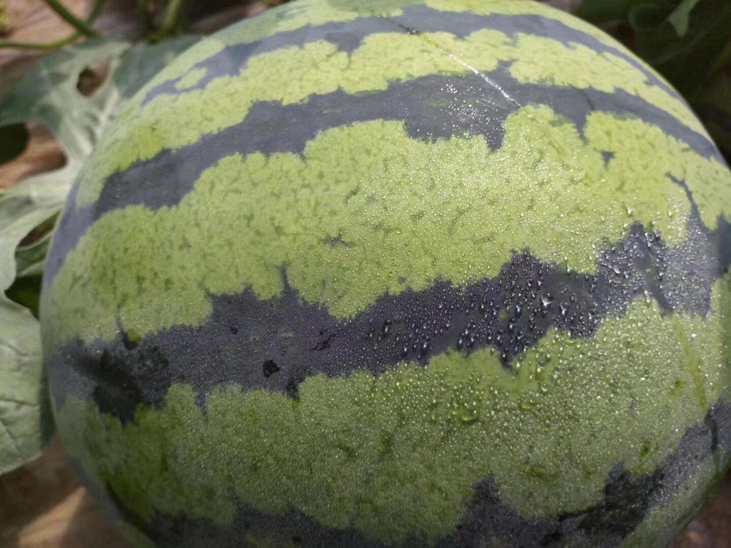甜王西瓜切片展示不同部位的甜度差异