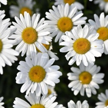 大滨菊大花滨菊矮滨菊容器苗基地直发死苗补发