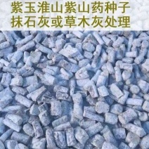 紫山药种块脚板种块