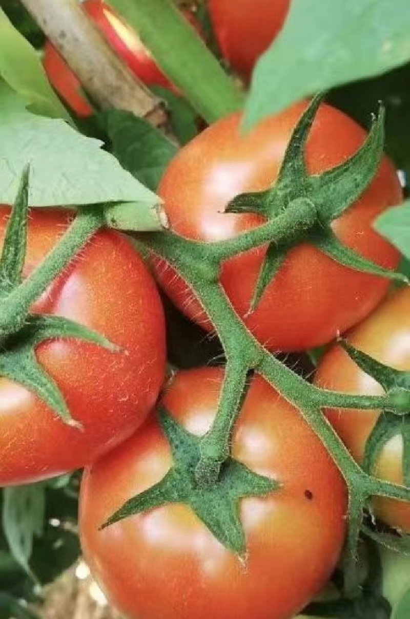 贵州西红柿番茄自家种植价格美丽可对接省内商超社区等