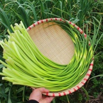 蒜苔红帽蒜苗白帽蒜苔支持视频看货发货保质保量。