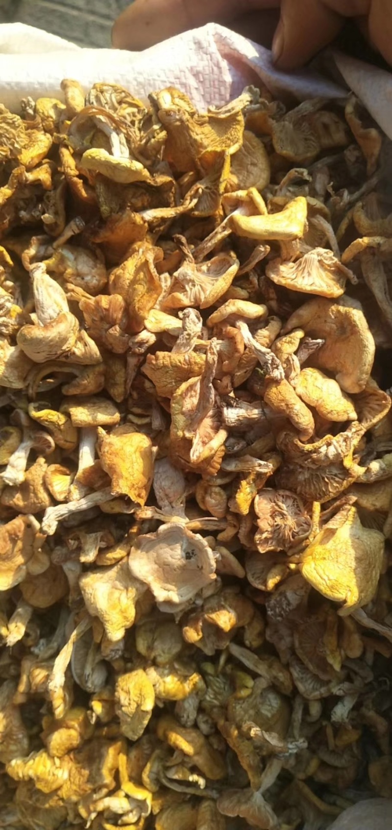 本地野生小黄蘑,今年新货,精品货越来越少.