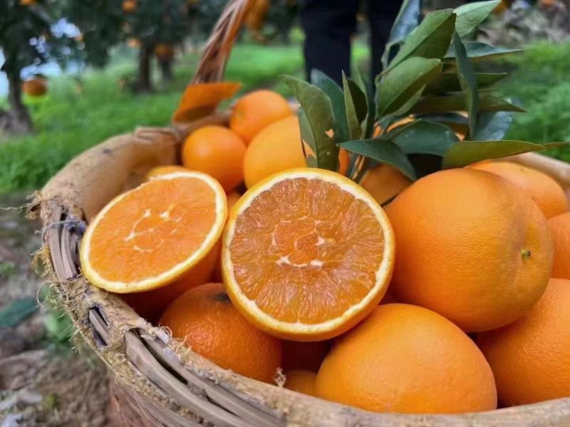 秭归橙子脐橙伦晚