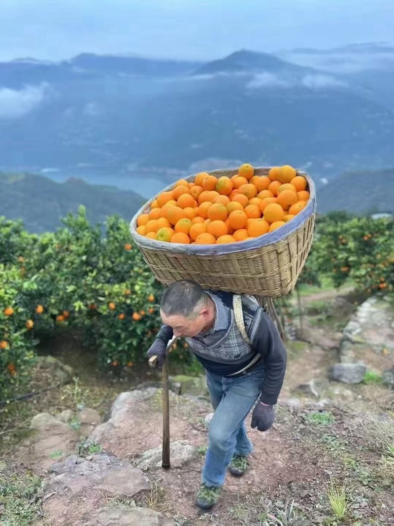 秭归橙子脐橙伦晚