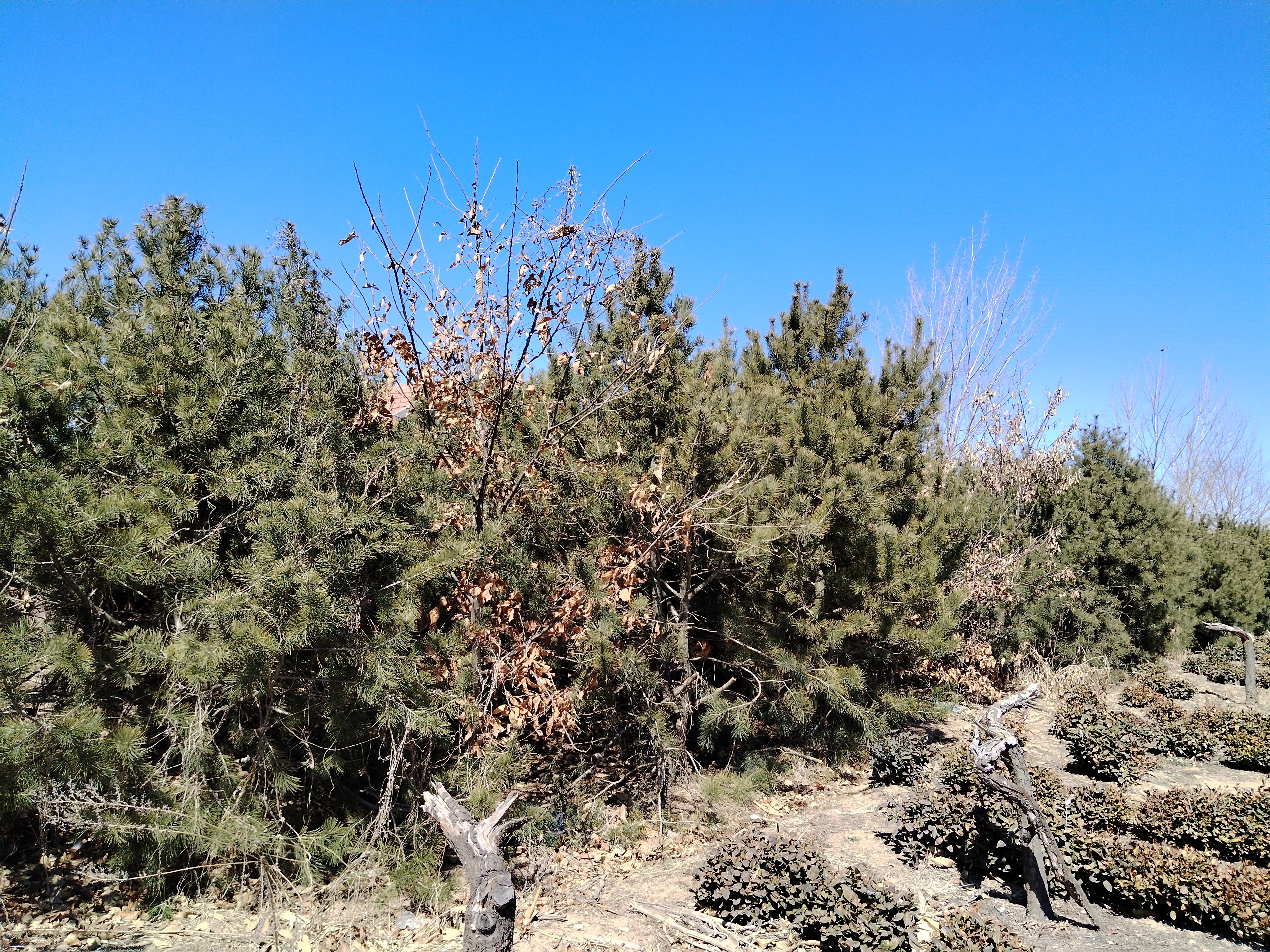 白皮松在园林中的应用